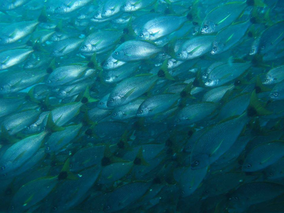 Caño island