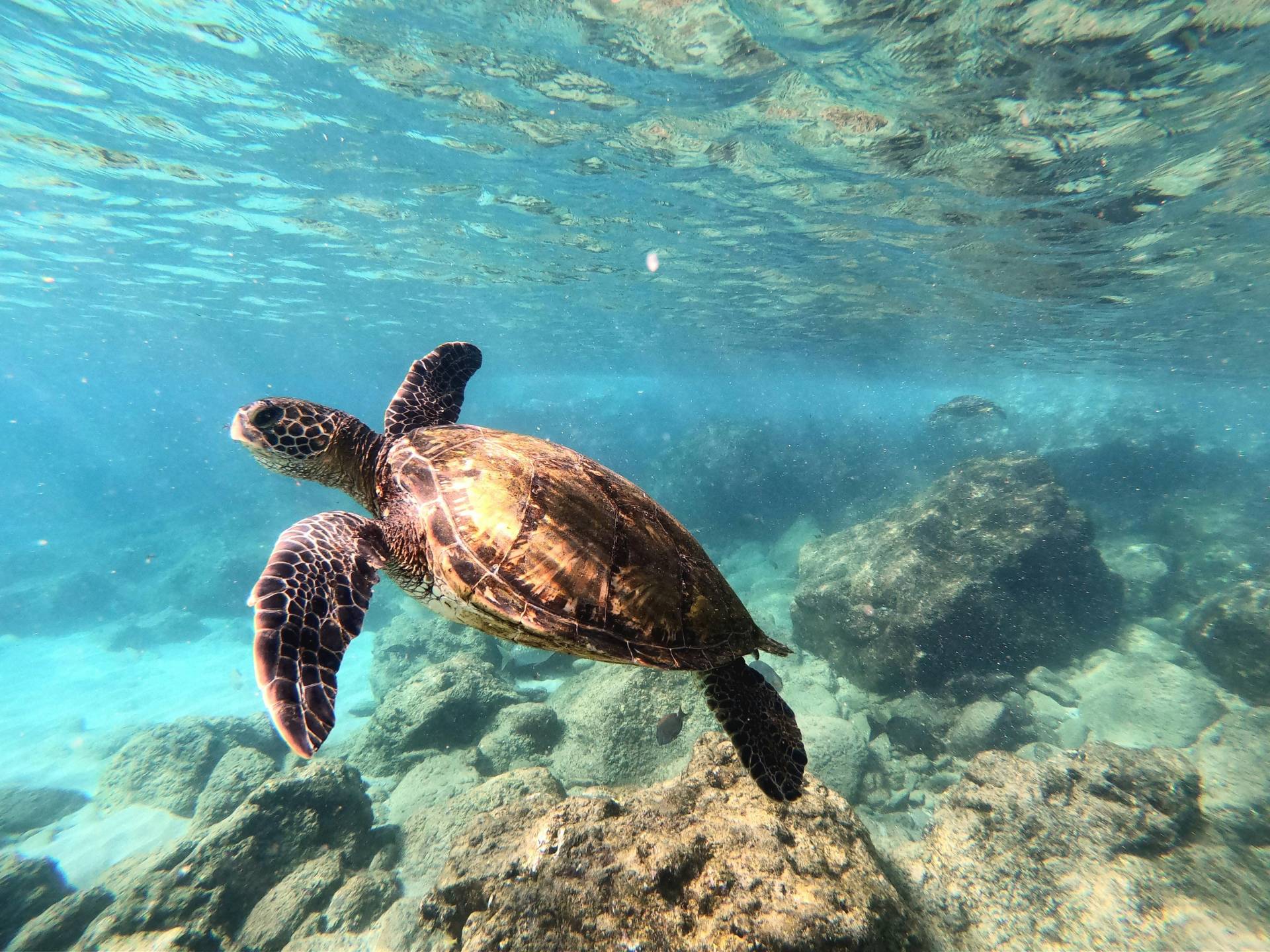 Caño Island Scuba Diving Tour
