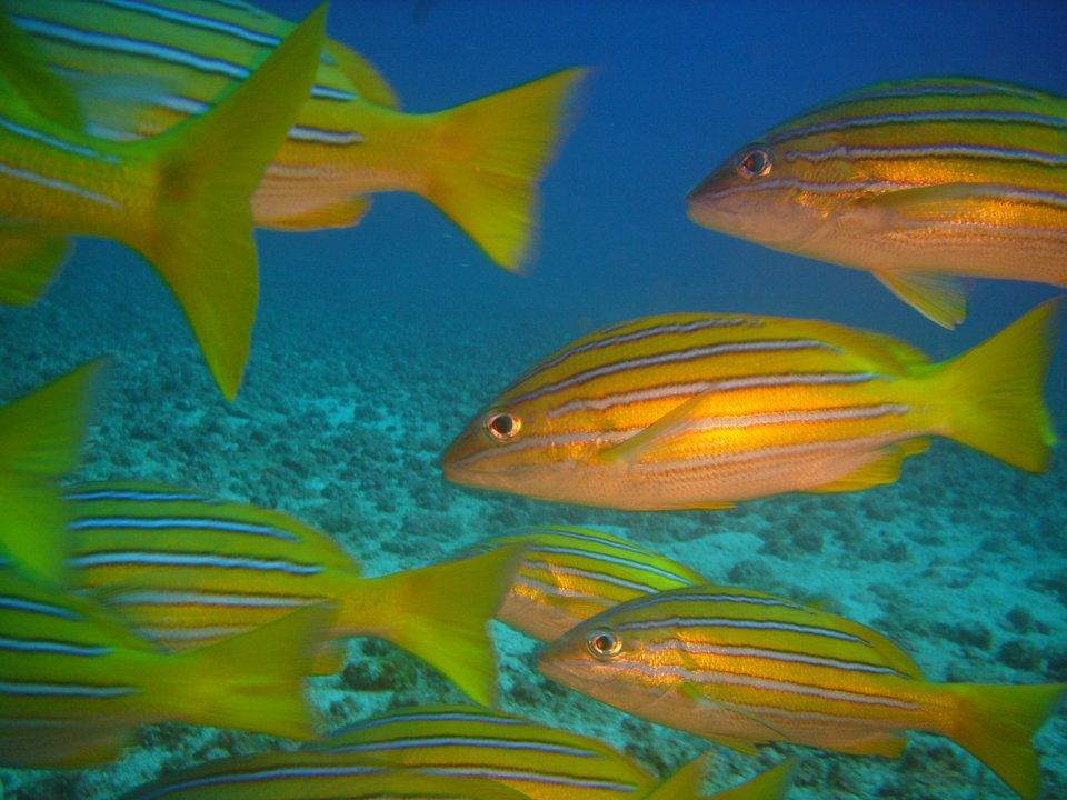 Calo island