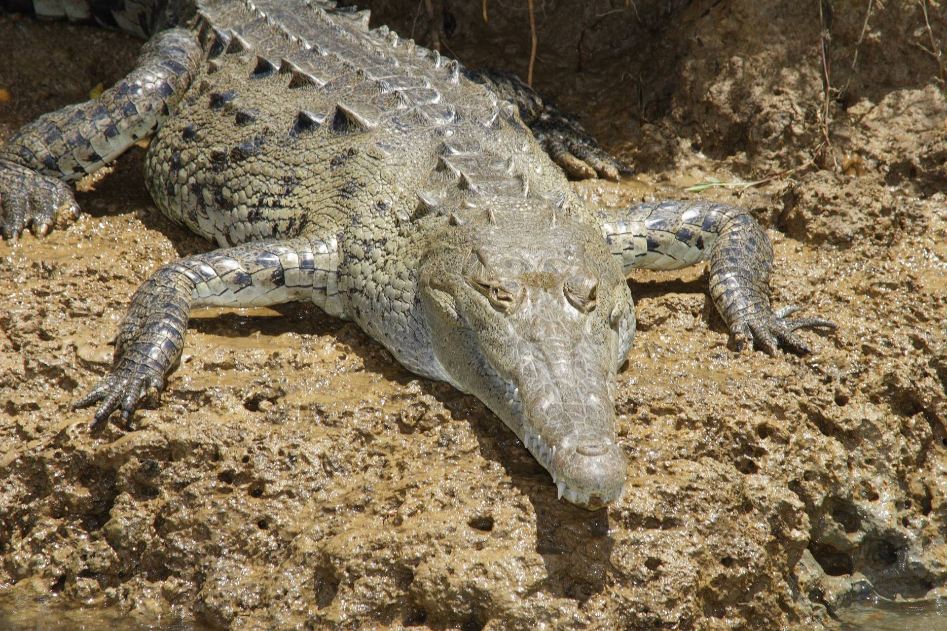 Corcovado National Park